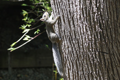 Sciurus carolinensis