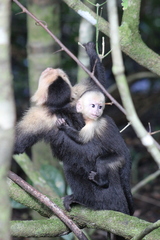 Cebus imitator