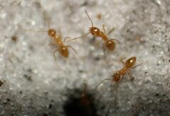 Nylanderia phantasma