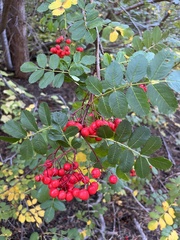 Sorbus scopulina