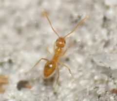 Nylanderia phantasma