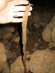 Regina septemvittata