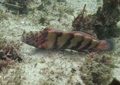 Eupetrichthys angustipes