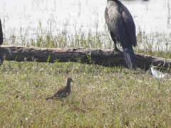 Calidris melanotos