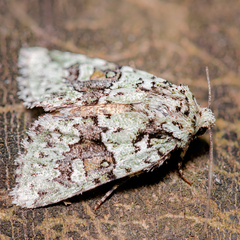 Lacinipolia implicata