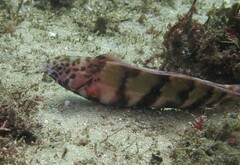 Eupetrichthys angustipes