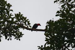 Pityriasis gymnocephala