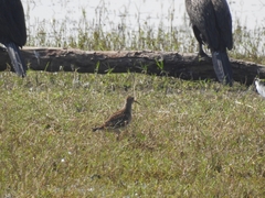 Calidris melanotos