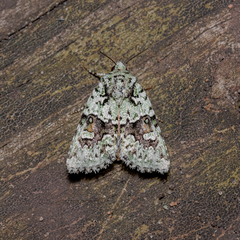 Lacinipolia implicata