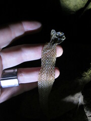 Regina septemvittata