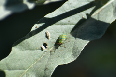 Diabrotica balteata