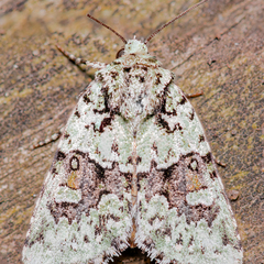 Lacinipolia implicata