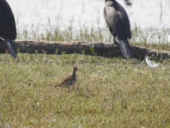 Calidris melanotos
