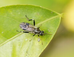 Exaireta spinigera