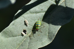Diabrotica balteata