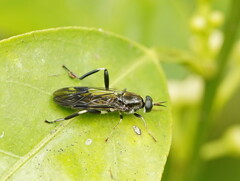 Exaireta spinigera