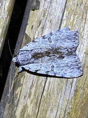 Catocala gracilis