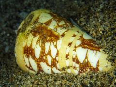 Conus ammiralis