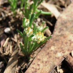 Blennospora drummondii