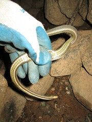 Regina septemvittata