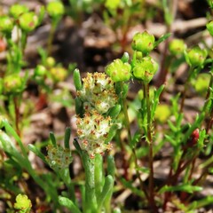 Blennospora drummondii