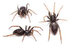 Trachyzelotes pedestris