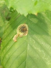 Cameraria betulivora