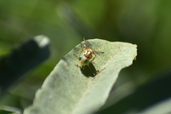 Zonosemata vittigera