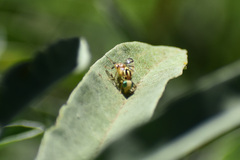 Zonosemata vittigera