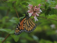 Danaus plexippus