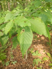 Cameraria betulivora