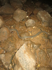 Regina septemvittata