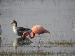 Phoenicopterus ruber