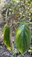 Piper aequale