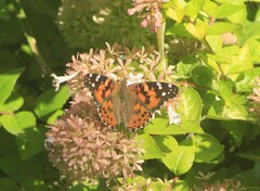 Vanessa cardui