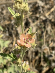 Sphaeralcea bonariensis