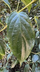 Piper aequale