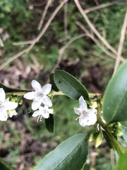 Myoporum petiolatum