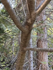 Sorbus scopulina