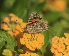 Vanessa cardui