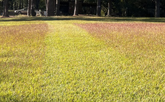 Eremochloa ophiuroides