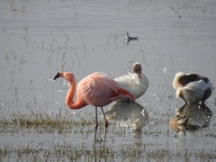 Phoenicopterus chilensis