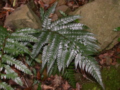 Polystichum biaristatum