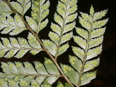 Polystichum biaristatum