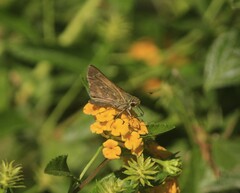 Atalopedes campestris