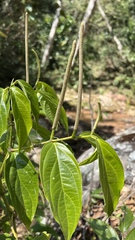 Piper aequale