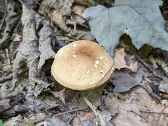 Marasmius cystidiosus