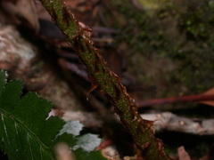 Polystichum biaristatum