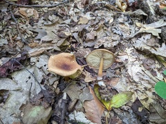 Marasmius cystidiosus