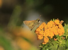 Atalopedes campestris